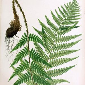 Beautiful ferns from original water-color drawings after nature /.Boston :D. Lothrop and Co.,1882, [c1881].  | Ferns "United States" | Vintage Print Reproduction 460130 Free Shipping Shop For
