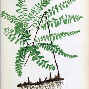 Beautiful ferns from original water-color drawings after nature /.Troy, N.Y. :Nims and Knight,1887 [1885]. | Ferns "United States"  | Vintage Print Reproduction 460139 Free Shipping Big Sale