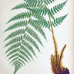 Beautiful ferns from original water-color drawings after nature /.Boston :D. Lothrop and Co.,1882, [c1881].  | Ferns "United States" | Vintage Print Reproduction 460135 Outlet Footaction