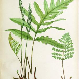 Beautiful ferns from original water-color drawings after nature /.Boston :D. Lothrop and Co.,1882, [c1881].  | Ferns "United States" | Vintage Print Reproduction 460138 Outlet Reliable