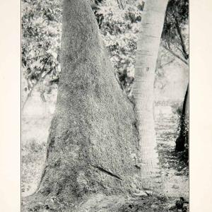 1924 Print Ant Hill Huge Landscape Uganda Central Africa Clay Swarm Insect XGBC4 Discount Many Kinds Of