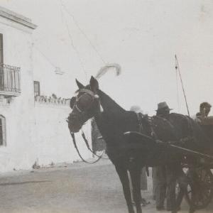 'Sicilian horse' Greetings Card Cheap Sale Amazing Pice