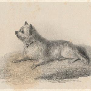 'Dog' Greetings Card High Quality Buy Online