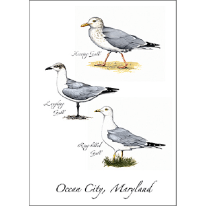 3 Gulls Everyday Greeting Card  5x7 Inch  Recycled Paper Outlet Discount Sale