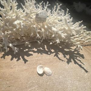 Mini Tapes conspersus Pair with Documentation Pre Order For Sale