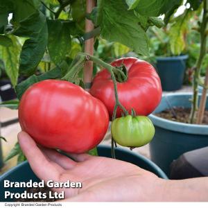 Tomato Crimson Blush Blight Resistant F1 (Rose Crush) Comfortable Cheap Pice