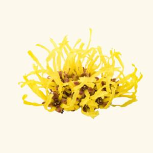 Witch Hazel Hydrosol Discount Purchase