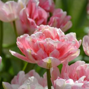 Tulipan 'Finola' Find Great Cheap Online