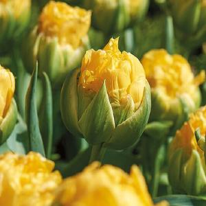 Tulipan 'Vanille Coup' Free Shipping High Quality