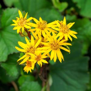 Othello Ligularia Cheap For Cheap