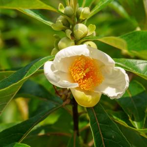 Franklin Tree Official Cheap Online