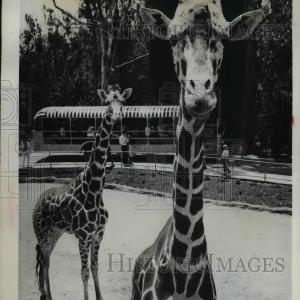1962 Press Photo Two Giraffes at San Diego Zoo From China