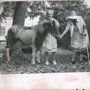 1967 Press Photo Horses Ponies Best For Sale