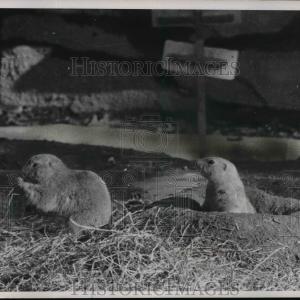 1970 Press Photo Prairie Dogs at Cleveland Zoo Cheap Websites