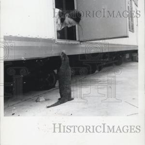 1970 Press Photo Otto the Otter makes friends Buy Cheap Huge Surprise