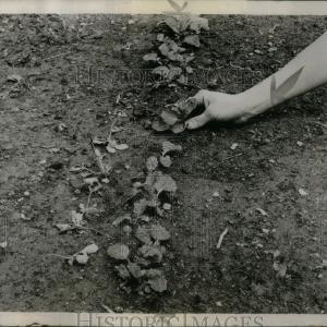 1957 Press Photo Gardeining Techniques Cheap Pice For Sale