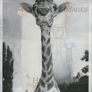 1957 Press Photo Giraffe Cheap Sale Reliable