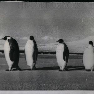 1957 Press Photo Emperor Penguins Marching Cheapest For Sale
