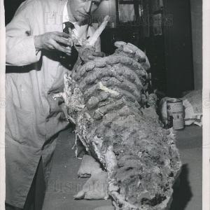 1957 Press Photo dinosaur glyptodon Cheap Best