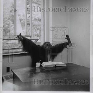 1957 Press Photo Cleveland Ohio Museum of Natural History Cheap Sale Latest Collections