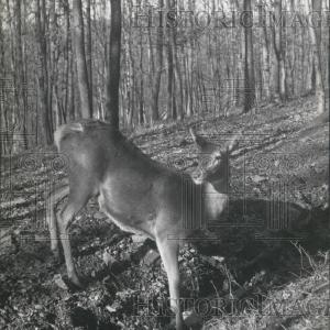 1959 Press Photo A deer in the woods Outlet For Nice