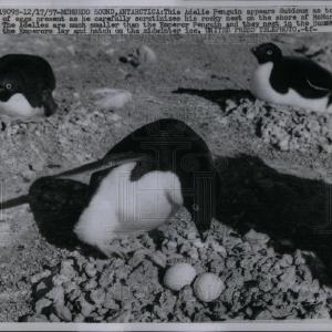 1957 Press Photo Adalie Penguin Outlet Cheap