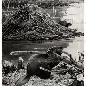 1957 Press Photo American Beavers survival Shy lodges Visit New For Sale
