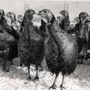 1957 Press Photo Bird Turkey Cheap Geniue Stockist