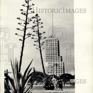 1956 Press Photo Strange 'Pita' Plant In Buenos Aires Outlet With Credit Card