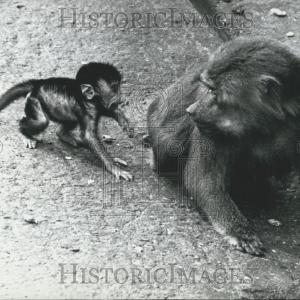1961 Press Photo Baboon Baby at Hagenbeck Zoo Discount For Nice