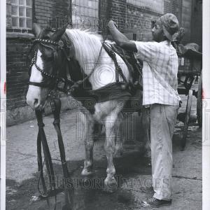 1956 Press Photo DRAFT ANIMALS HORSE Low Pice Fee Shipping Sale Online