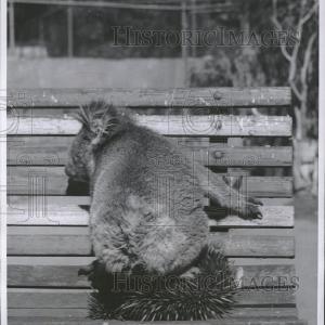 1956 Press Photo ANIMALS KOALA ANT-EATER Discount Newest