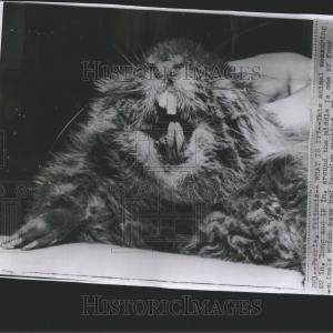 1956 Press Photo Animals Peoriam Puzzled Robert Wegric Newest Cheap Pice