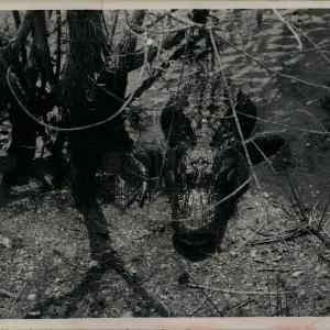 1971 Press Photo Alligators Crocodile For Sale Sale Online