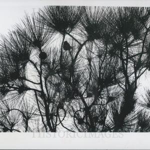 1971 Press Photo A pine tree full of cones High Quality For Sale