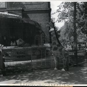 1958 Press Photo Chicago's Lincoln Park zoo Clearance Limited Edition