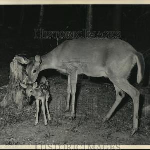 1958 Press Photo A mother deer and fawn Clearance Tumblr