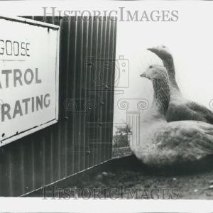 1963 Press Photo Operation Goose Patrol With Paypal Free Shipping