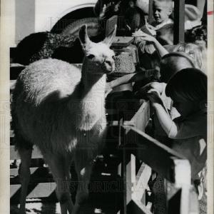 1963 Press Photo Llama Jett's Petting Zoo The Cheapest
