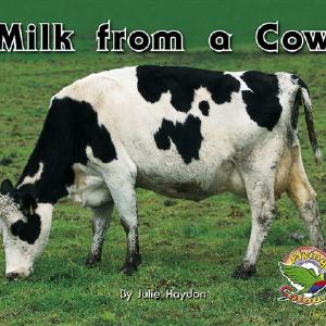 Milk from a Cow High Quality For Sale