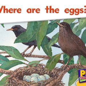 Where are the eggs Browse Cheap Online