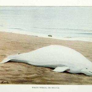 1916 Color Print White Whale Beluga Animal Wildlife Louis Agassiz Fuertes YNG1 Pick A Best Cheap Pice