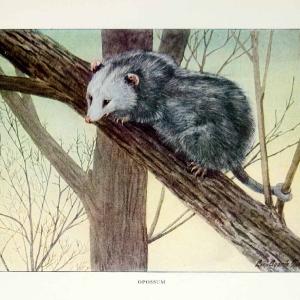 1916 Color Print Opossum Animal Wildlife Louis Agassiz Fuertes Furry Image YNG1 Discount For Cheap
