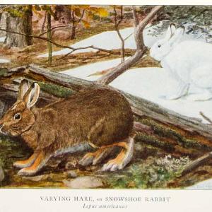 1918 Color Print Snowshoe Rabbit Varying Hare Animal Louis Agassiz Fuertes YNG2 Pay With Visa Cheap Online