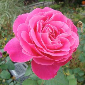 Pink Peace - 5 Gallon Geniue Stockist Cheap Online