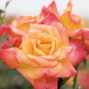 Joseph's Coat - 5 Gallon Clearance Low Shipping