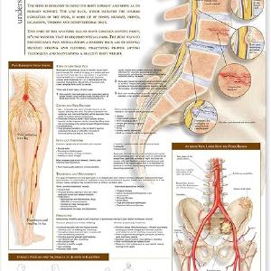 Understanding Low Back Pain Anatomical Chart Paper Unmounted Sale New Styles