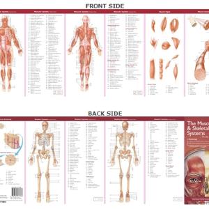 Anatomical Chart Company's Illustrated Pocket Anatomy: The      Muscular & Skeletal Systems Study Guide Free Shipping Best Seller