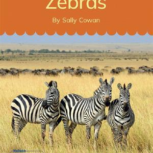 Zebras (Set 14, Book 2) Pictures For Sale
