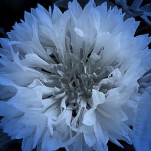 Bachelor Button, Bluedigital fabric (includes free PDF pattern) Cheap Countdown Package